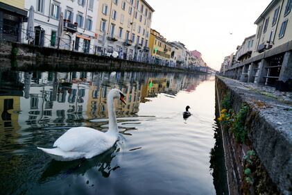 Coronavirus, gli animali selvatici (e non) invadono le città 8