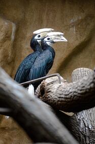 I Palaean hornbill, gli uccelli vulnerabili allevati allo zoo di Wroclaw 5