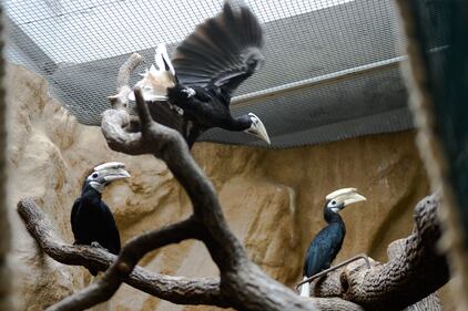 I Palaean hornbill, gli uccelli vulnerabili allevati allo zoo di Wroclaw 9