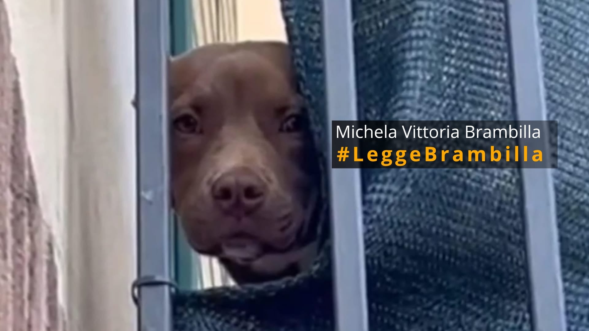 Gli ultimi giorni del pitbull Diego morto di stenti. "Adesso giustizia"