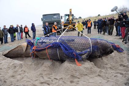 Polonia, balena spiaggiata sulla costa baltica 3