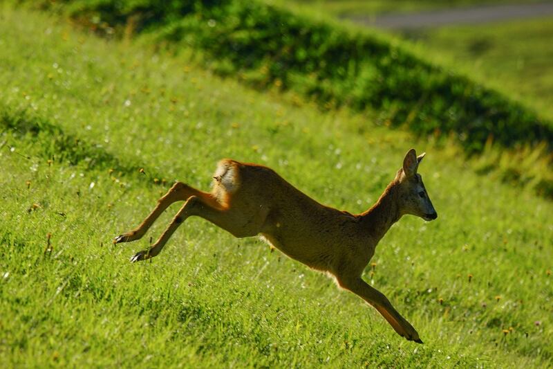 Un capriolo in montagna