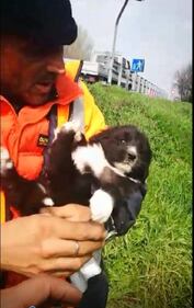 Milano, cagnolini gettati in tangenziale 7