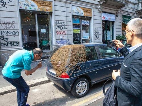 Milano, api assaltano una Lancia Y e arriva l’acchiappasciami