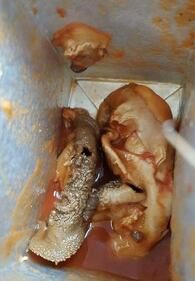 "Un feto animale nella passata di pomodoro" 1