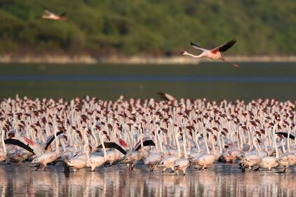 La magia dei fenicotteri rosa in Kenya 14