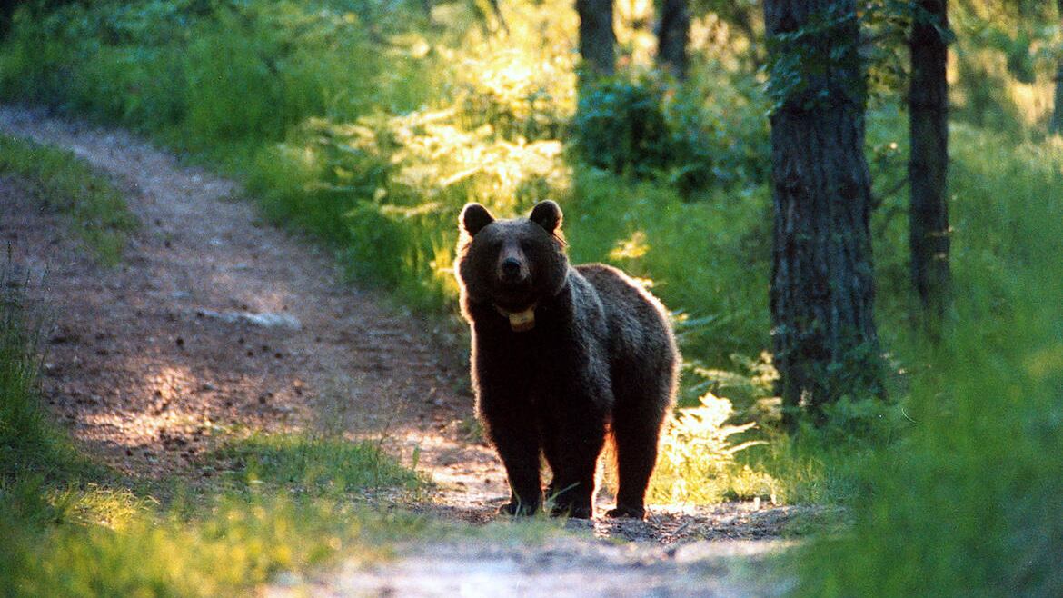 Trento, parte la caccia all'orsa: in campo pattuglie con i cani e proiettili al narcotico