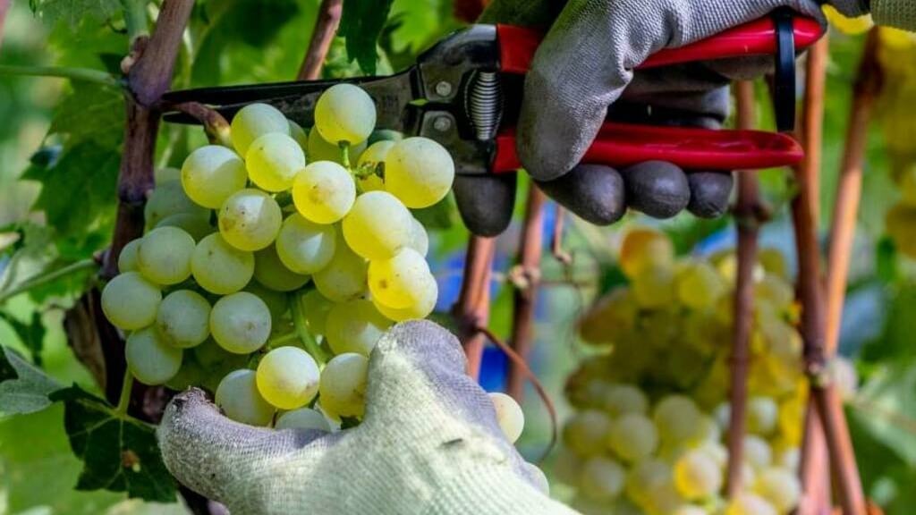 Vendemmia 2025: un’annata di equilibrio e promesse