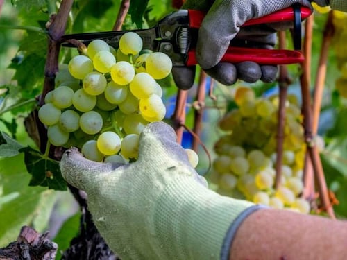Vendemmia 2025: un’annata di equilibrio e promesse