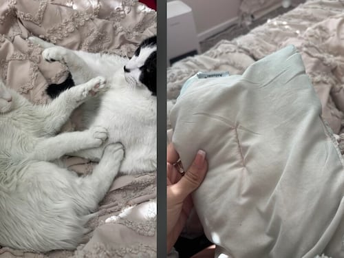 "Sta diventando tutto verde, anche il gatto". Lo strano fenomeno dietro al tradimento
