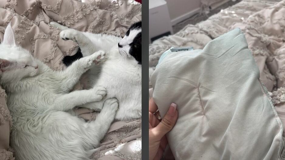 "Sta diventando tutto verde, anche il gatto". Lo strano fenomeno dietro al tradimento