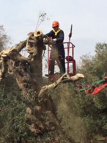 Gli ulivi salentini colpiti da Xylella 4