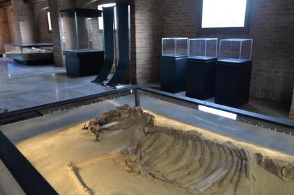 Il museo archeologico di Altino 12