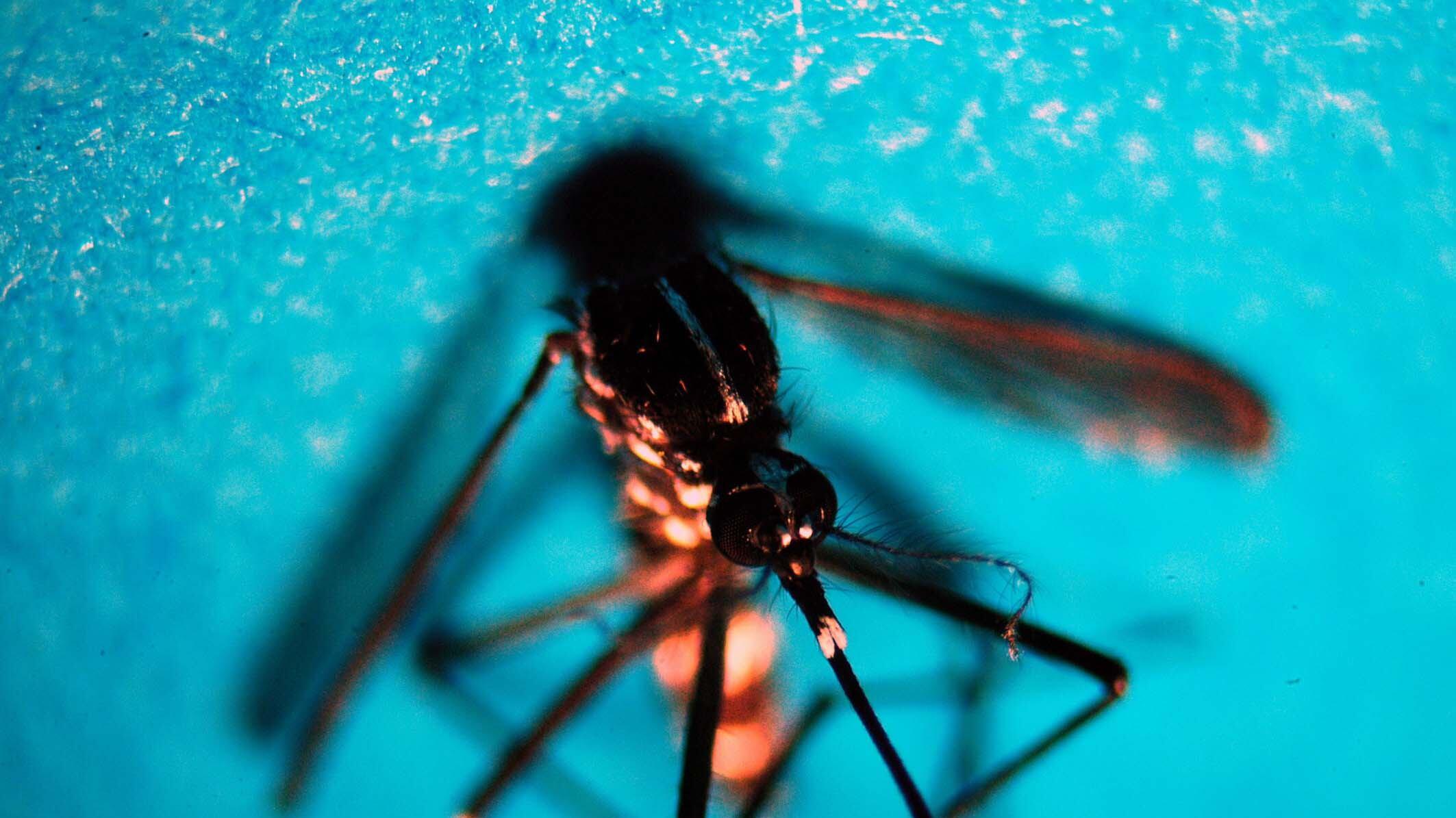 Perché è impossibile eliminare la zanzara coreana