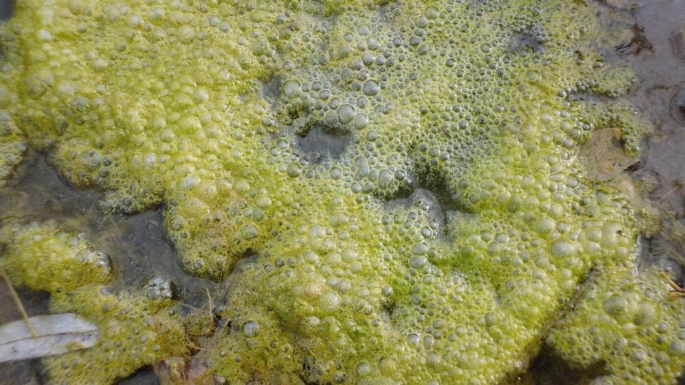 Alga tossica, che cos'è e quali sono i rischi per la salute