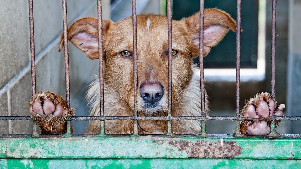 Cina, torna il festival di Yulin: cani torturati, uccisi e mangiati