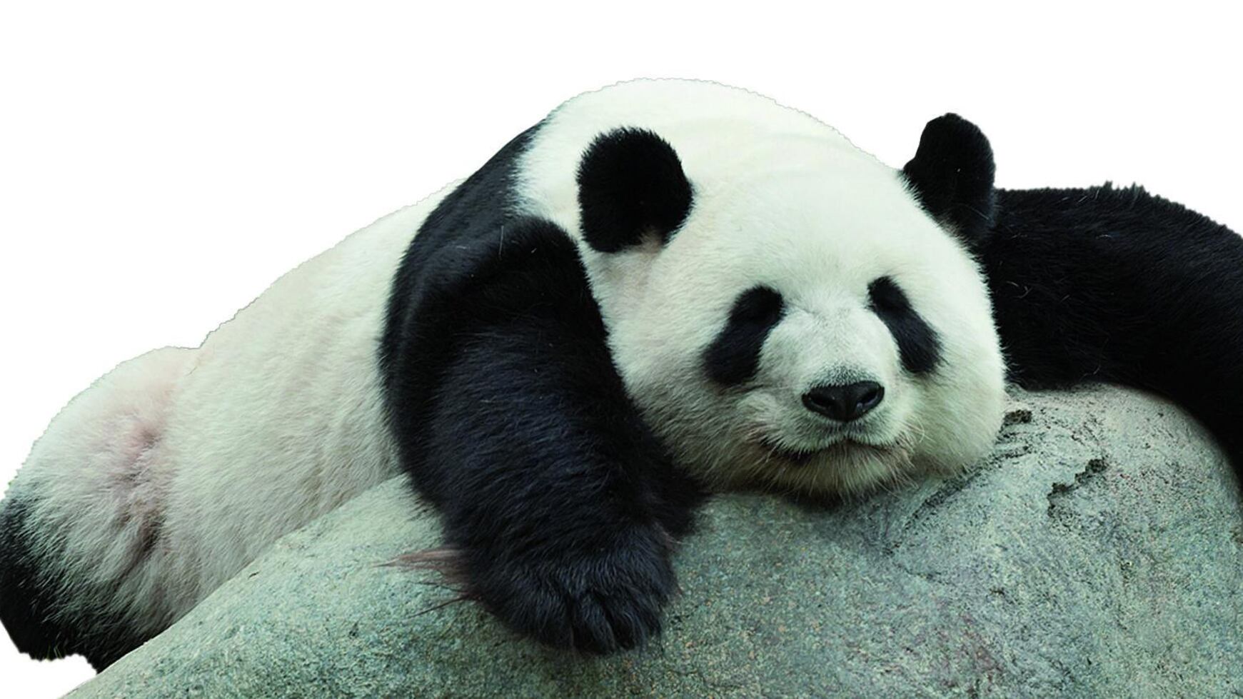 Il segreto della Cina: regalare i panda per fare affari d'oro
