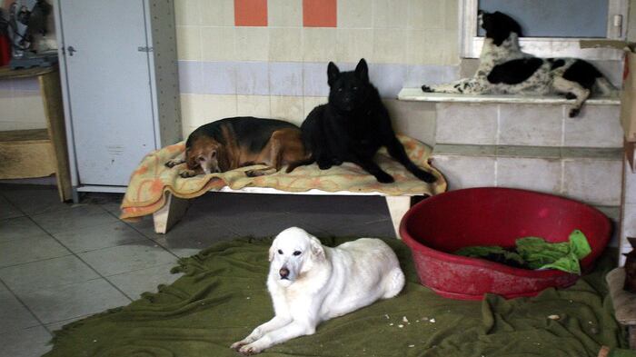 Inquilina trasforma la casa in un allevamento di cani, ma lo sfratto è impossibile