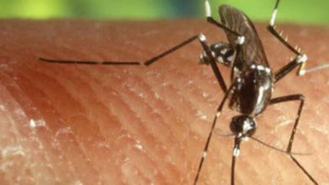 West Nile uccide 79enne in Veneto, è il secondo caso in Italia