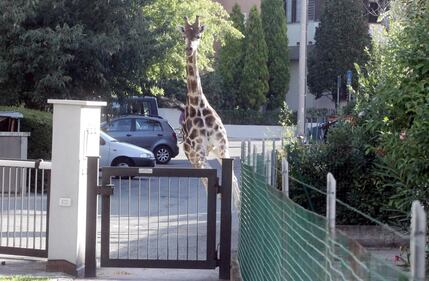 Imola, giraffa in fuga semina il panico 1