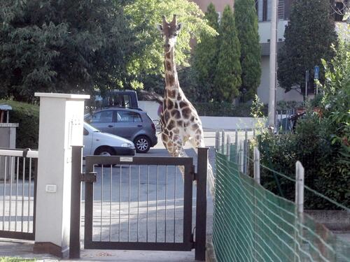 Imola, giraffa in fuga semina il panico
