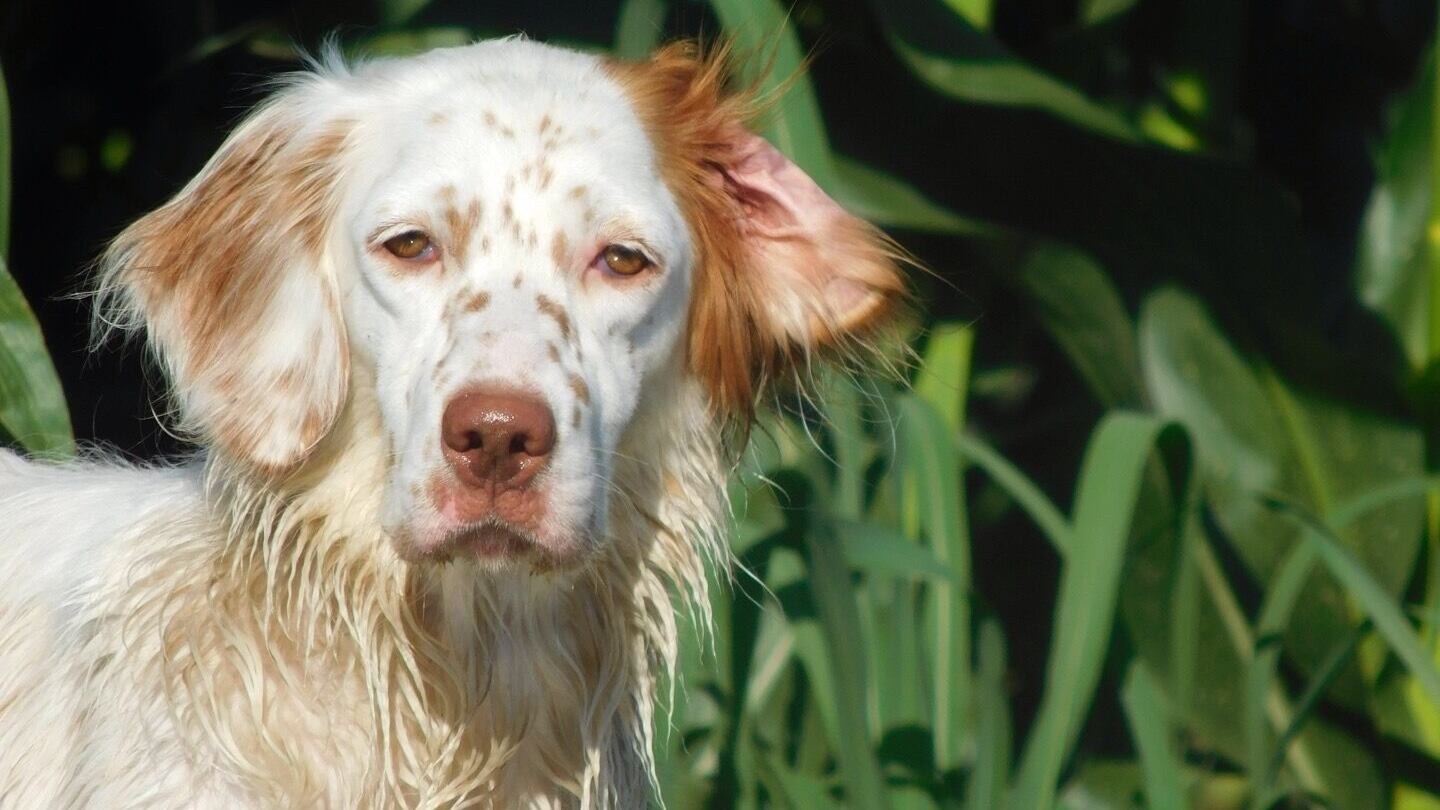 Ingerisce droga ai giardinetti, setter inglese ricoverato