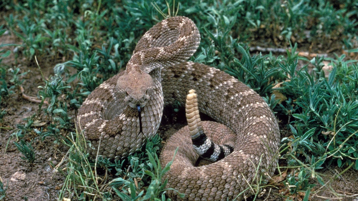 Texas, bimba morsa da un serpente: 40 dosi di antidoto per salvarla