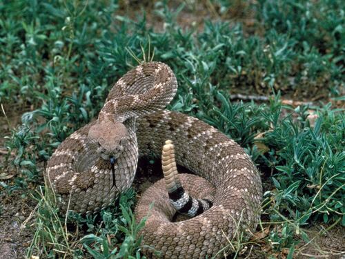 Texas, bimba morsa da un serpente: 40 dosi di antidoto per salvarla