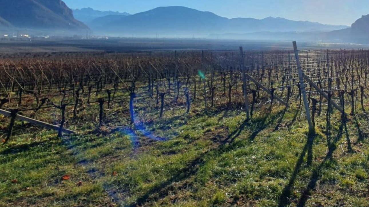 Tor di Lupo 2022, il Lagrein secondo Andriano