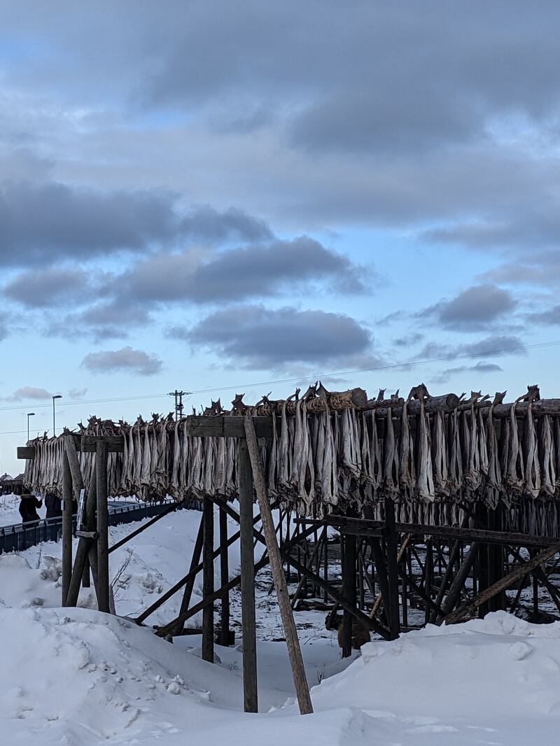 Bacalà, gli stoccafissi appesi all'aria sull'isola di Rost
