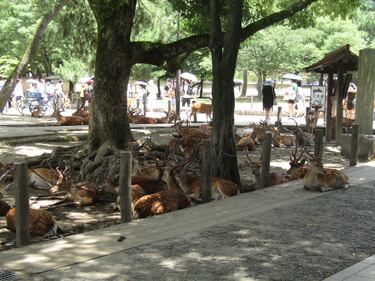 Nara, la perla di Buddha custodita dai cervi 4
