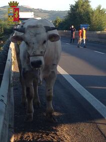 Perugia, toro in strada: statale bloccata 1