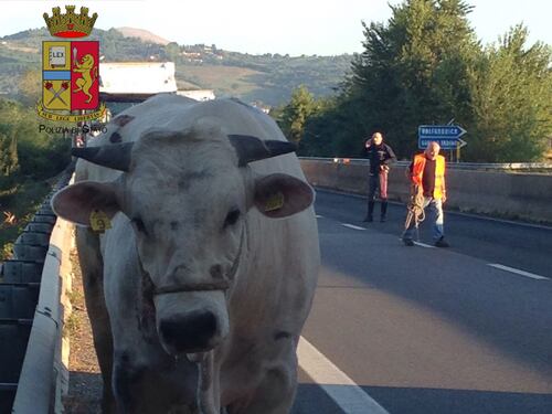 Perugia, toro in strada: statale bloccata