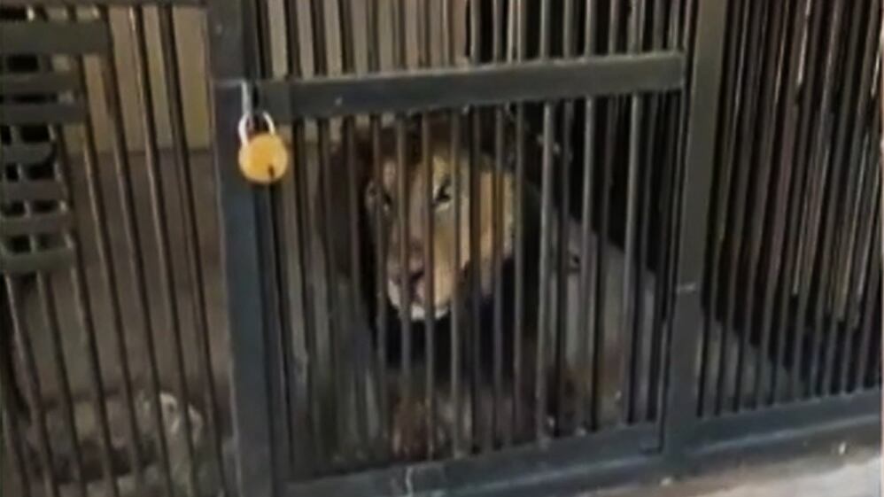 "Voleva fare un selfie col leone". Ma l'animale reagisce così. Choc allo zoo