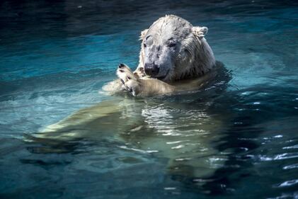 Orso polare in Brasile 12