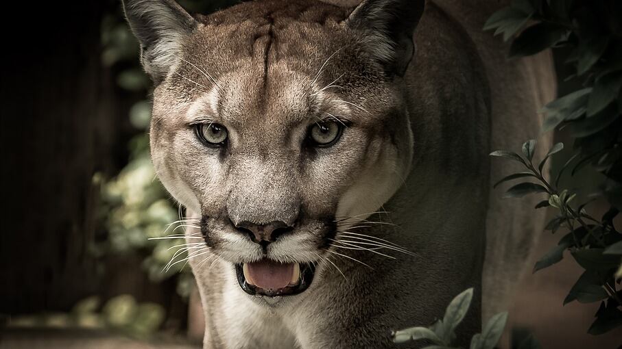 Un puma si aggira nel Comasco