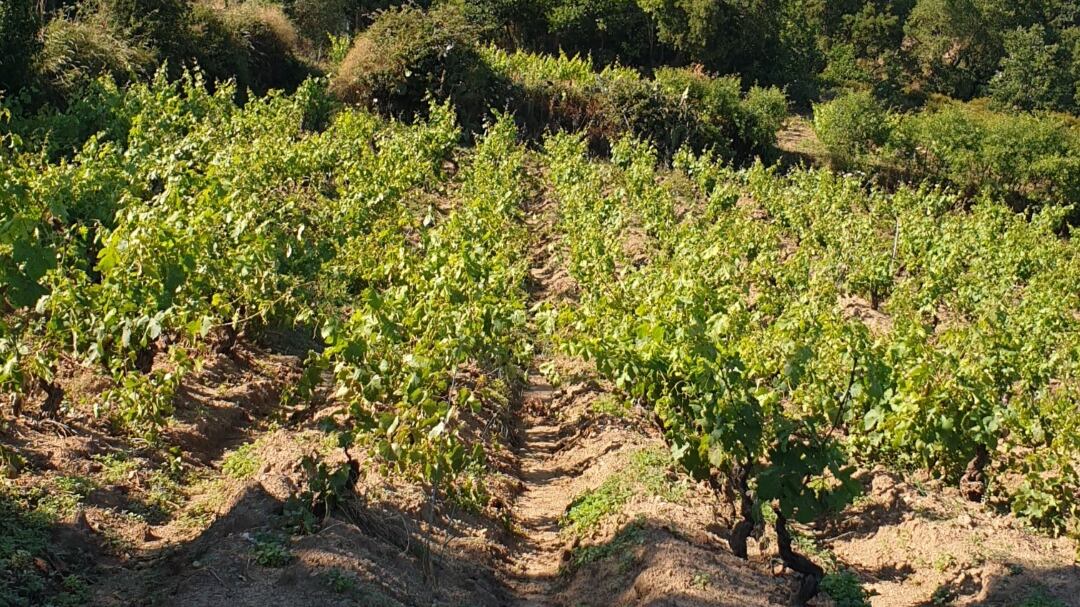 Vado in vigna e torno: la storia di Neoneli, città del vino e di un nuovo umanesimo
