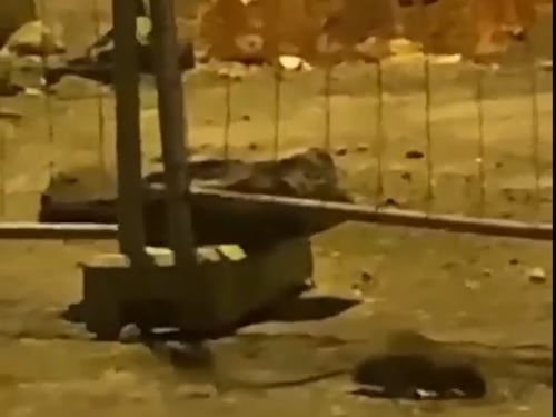 I topi infestano il cantiere di piazza Mercato, finanziato con fondi Unesco