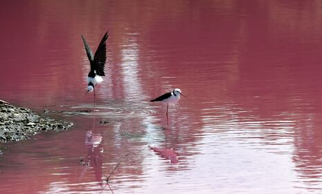 Lago australiano rosa: le foto 9