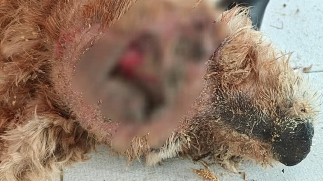 Crudeltà a San Severino, due cani massacrati con colpi di martello alla testa