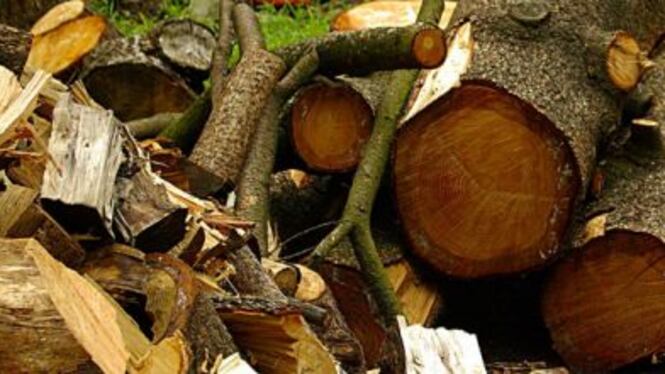 Alberi del parco comunale bruciati di notte da 3 ragazzi