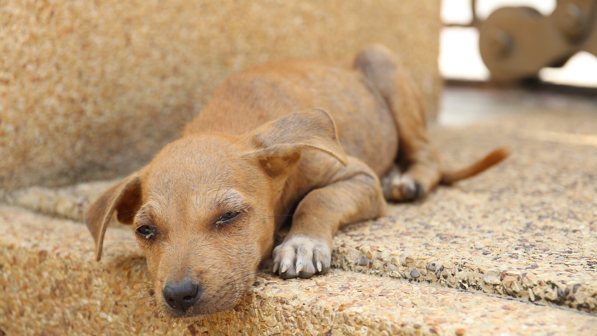Tre milioni i cani adottati e ora non abbandonateli