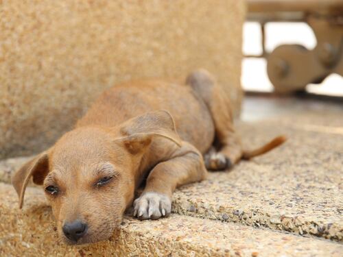 Tre milioni i cani adottati e ora non abbandonateli