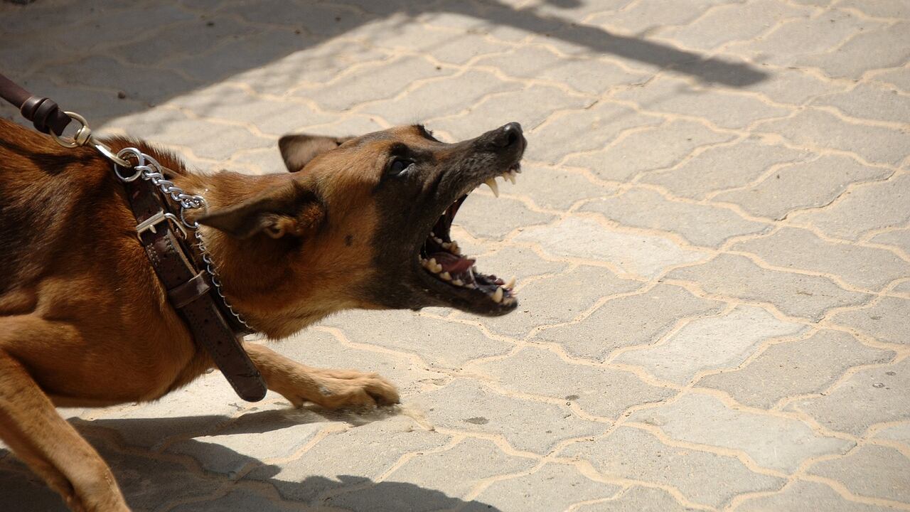 Bergamo, cane azzanna bambina alla testa: è gravissima