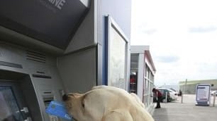Cani e gatti con il bancomat. Il conto corrente? È bestiale
