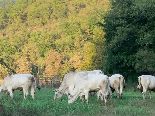 Pannelli solare sulle stalle, così il Pnrr punta su agricoltura e rinnovabili