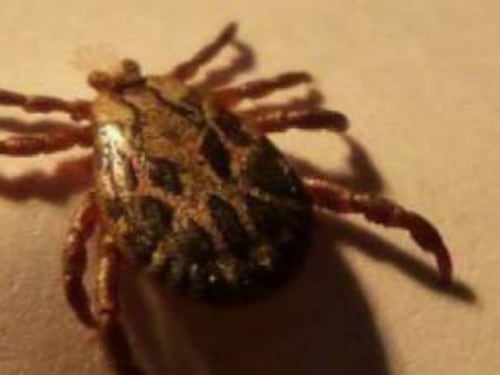Alongshan, il nuovo virus trasmesso dalla zecca