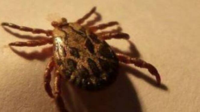 Alongshan, il nuovo virus trasmesso dalla zecca