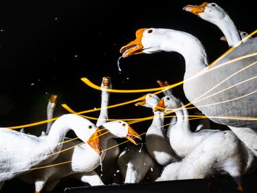 Emerging Photographer Exhibition Contest, i finalisti 8