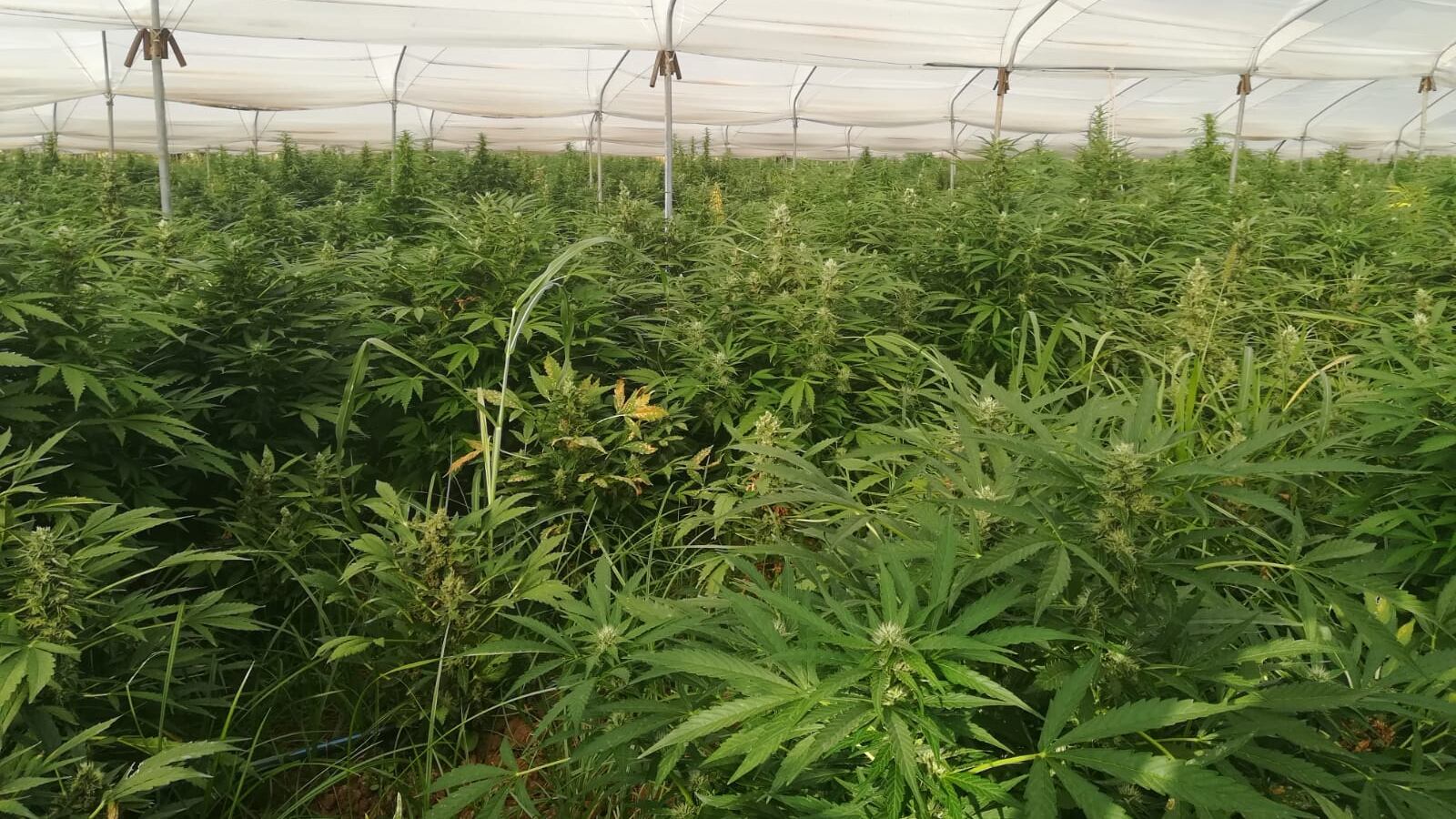 Vibo Valentia, scoperta maxi serra di circa 90mila piante di marijuana, sette gli arresti